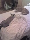 thumbs/Bart y Mozart vigilandose 4.jpg